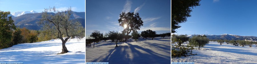 Guardiagrele - Sciesursionismo tra gli ulivi