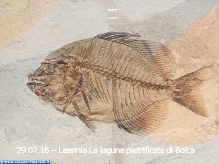 29.07.16  Lessinia La laguna pietrificata di Bolca(ph: Antonio Taraborrelli)