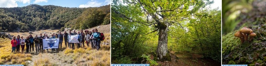 Faggeta Vetusta di Selva Moricento